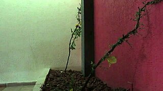 mi tio paga por lavar su carro y me coge duro 😏