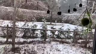 Sloppy handsfree blowjob from amateur cumslut ends in messy cumshot