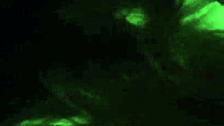 young white bitch deepthroats interracial cock eagerly