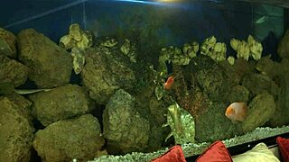 Look at her licking that cock, so delightful.