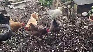 Redhead Milf Sucking on a Hard Cock in Intense Blowjob Scene