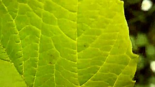 Spying on neighbor's outdoor orgasm among daisies, so hot