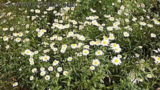 Spying on neighbor's outdoor orgasm among daisies, so hot